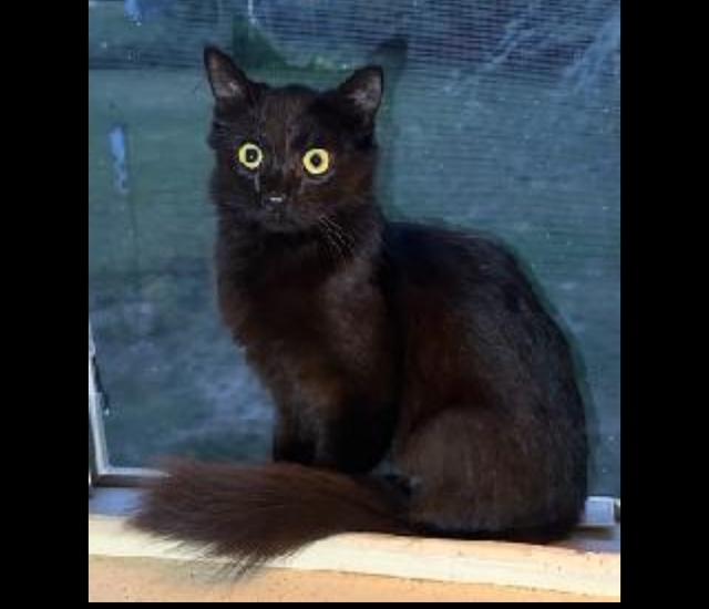 Fluffy, a Adoptable Domestic Medium Hair in Rochester, MA image 3/3