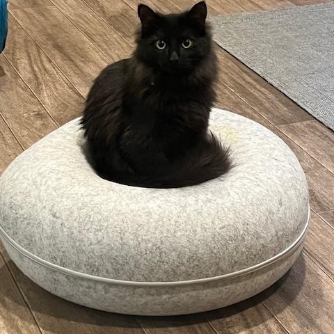 Fluffy, a Adoptable Domestic Medium Hair in Rochester, MA image 2/3