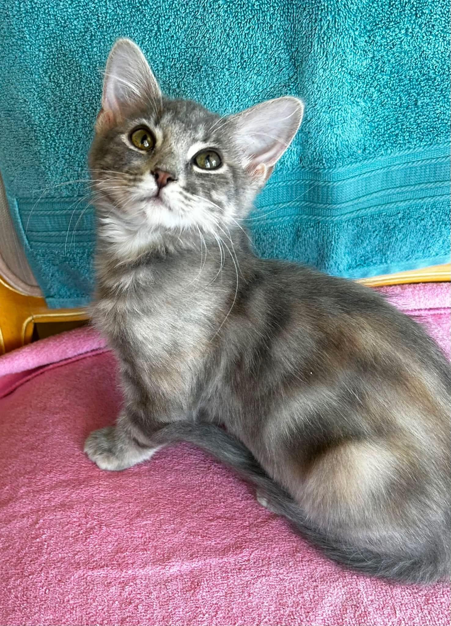 Enlarge Victoria, a Adopted American Shorthair in Meeker, OK image 1/1