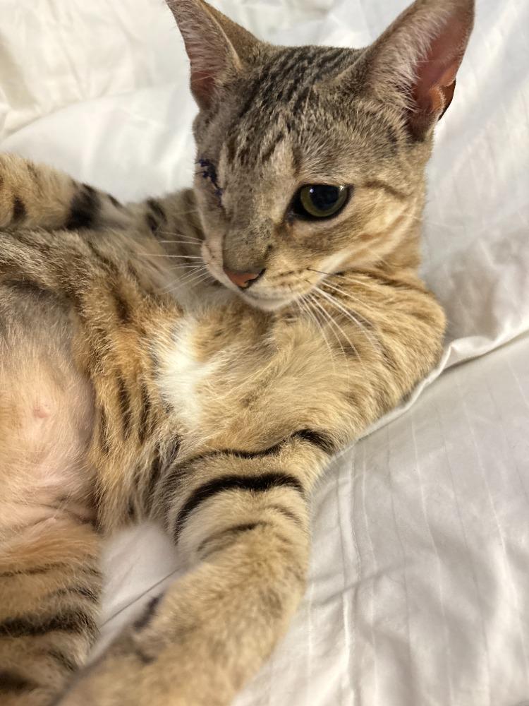 Tabatha, ADOPTABLE, Young Female Domestic Short Hair.