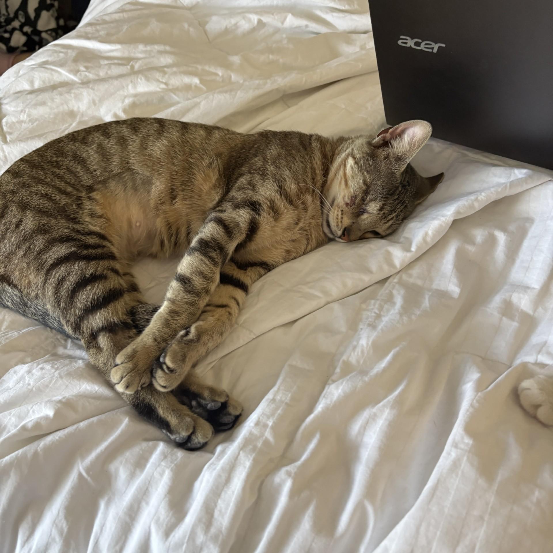 Enlarge Tabatha, a ADOPTABLE Domestic Short Hair in Boston, MA image 3/4