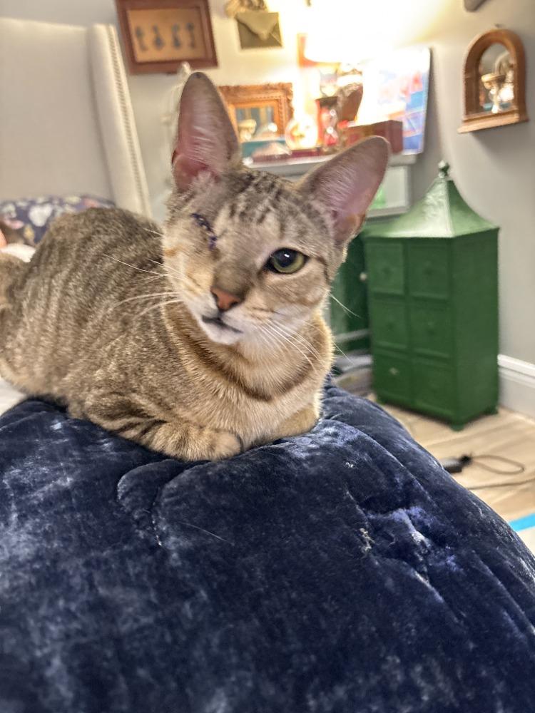 Enlarge Tabatha, a ADOPTABLE Domestic Short Hair in Boston, MA image 2/4