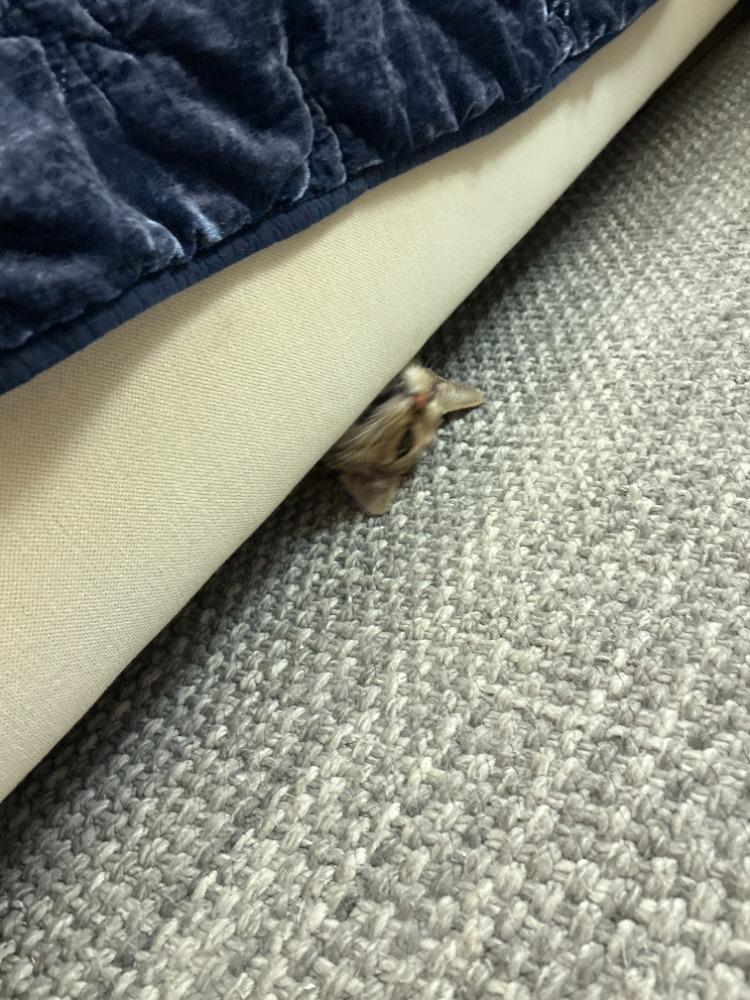 Enlarge Tabatha, a ADOPTABLE Domestic Short Hair in Boston, MA image 4/4