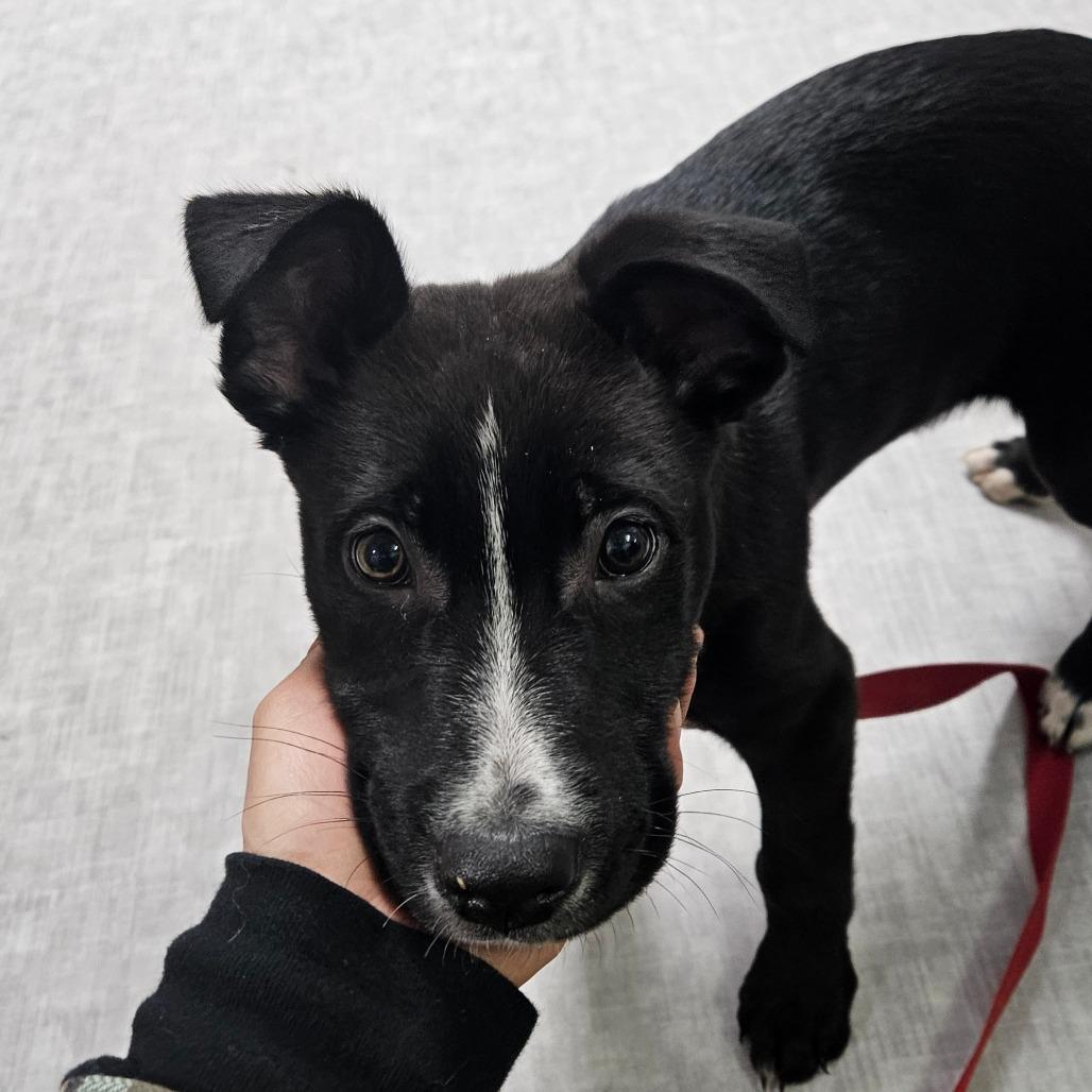 Enlarge Milo, a Adoptable Mixed Breed in Oneonta, NY image 1/6