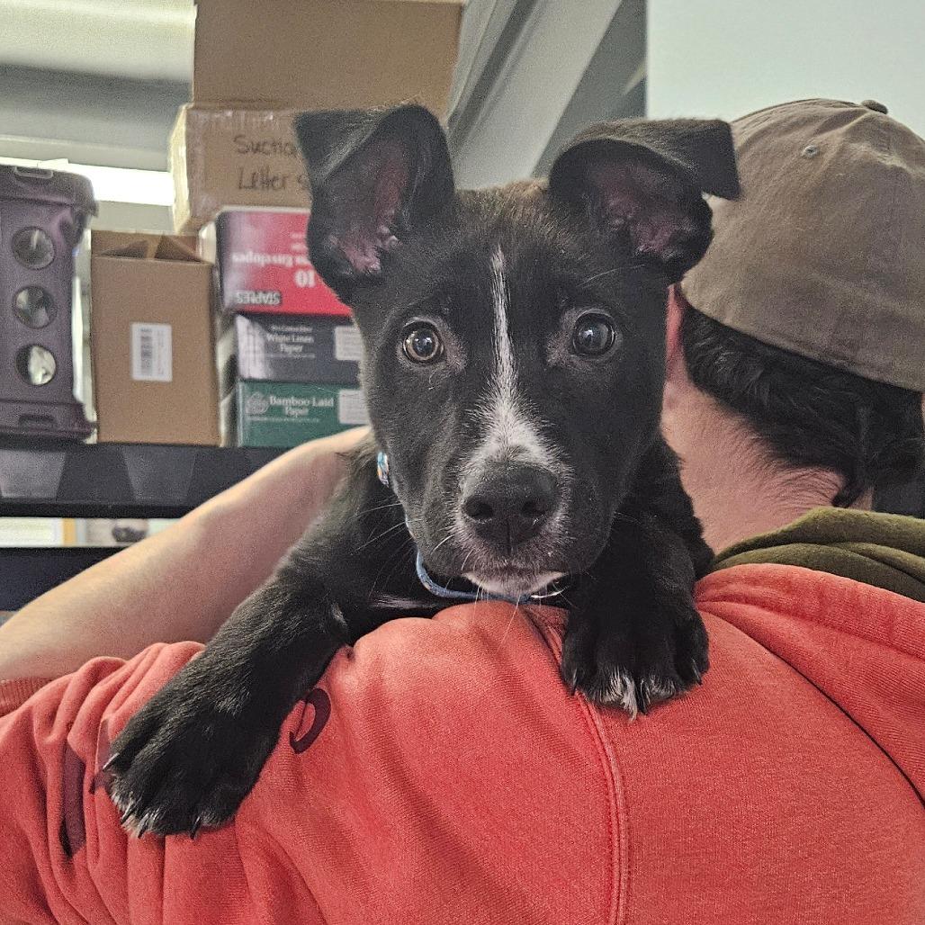 Enlarge Milo, a Adoptable Mixed Breed in Oneonta, NY image 2/6