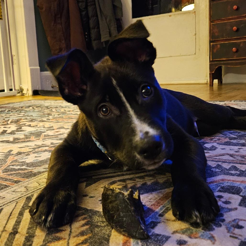 Enlarge Milo, a Adoptable Mixed Breed in Oneonta, NY image 3/6