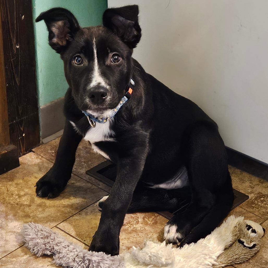 Enlarge Milo, a Adoptable Mixed Breed in Oneonta, NY image 4/6