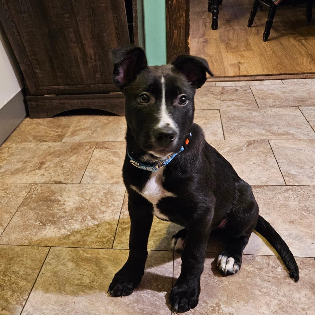 Enlarge Milo, a Adoptable Mixed Breed in Oneonta, NY image 5/6