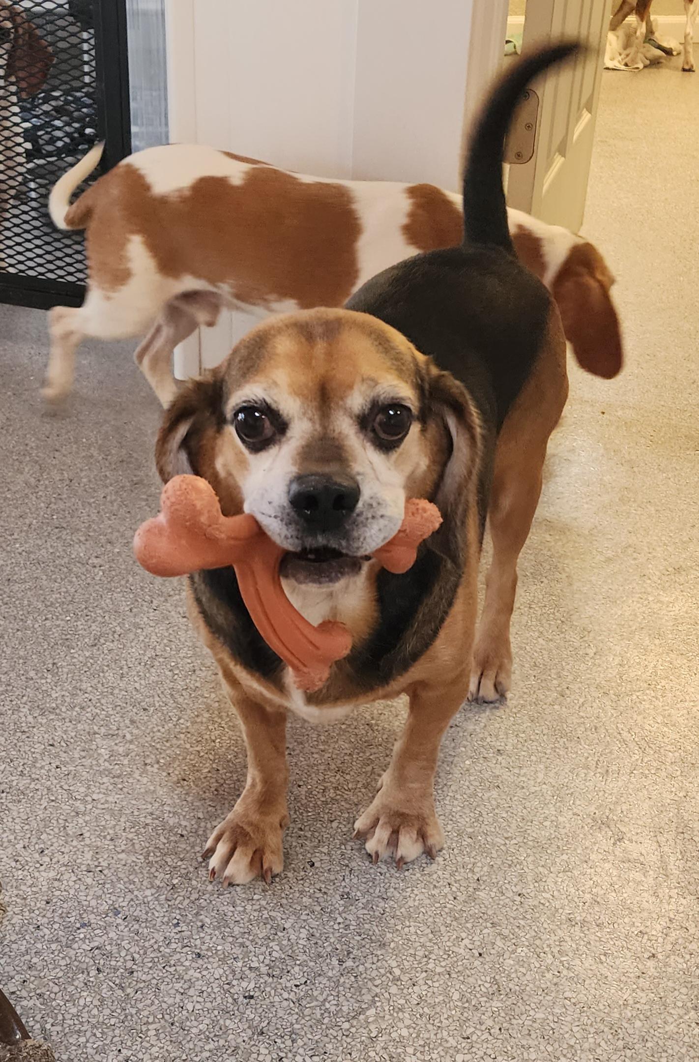 DeLorean, an adoptable Puggle in Hartville, WY, 82215 | Photo Image 5