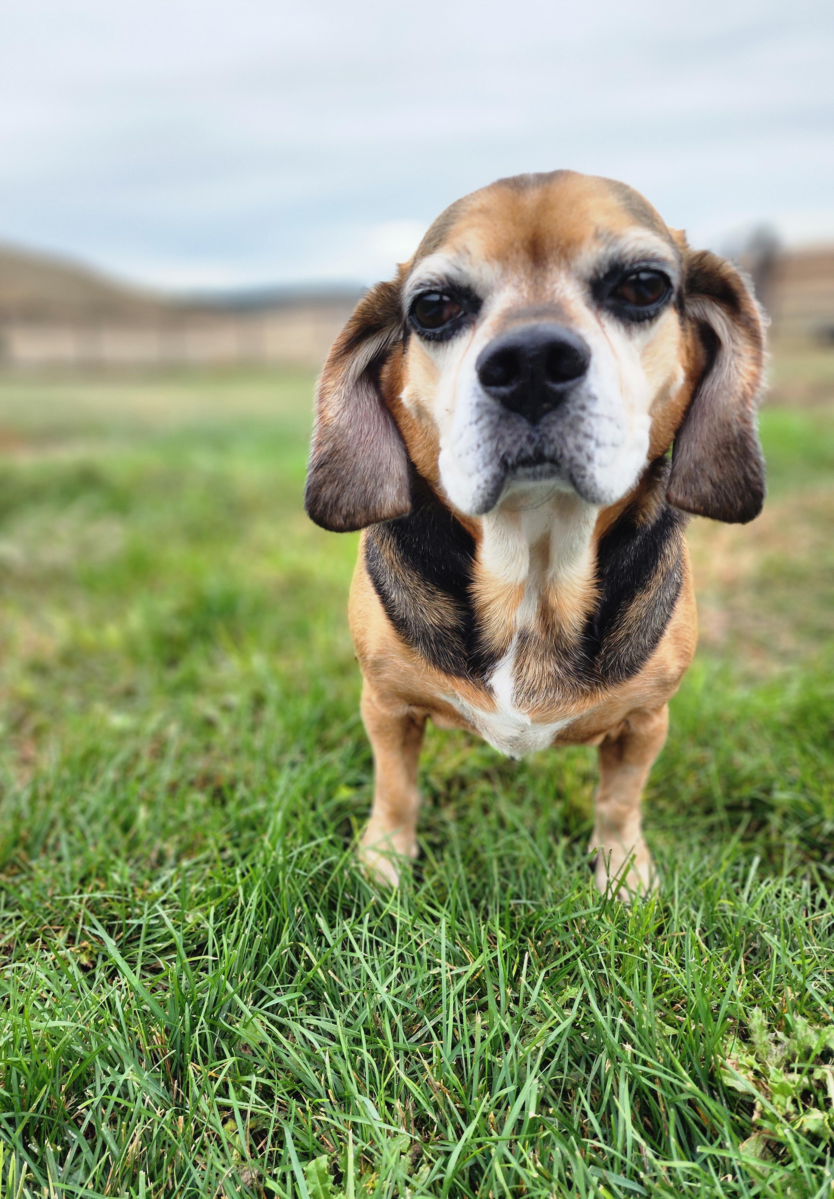 DeLorean, an adoptable Puggle in Hartville, WY, 82215 | Photo Image 2
