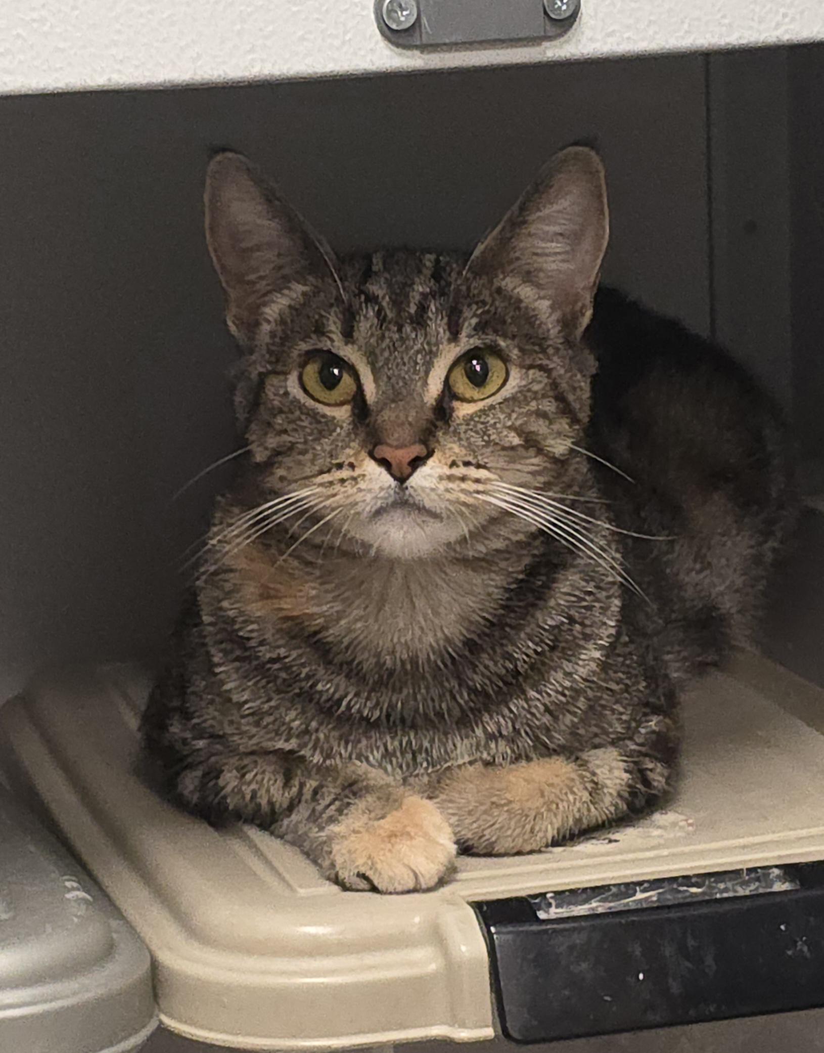 Melrose, Adoptable, Adult Female Domestic Short Hair.