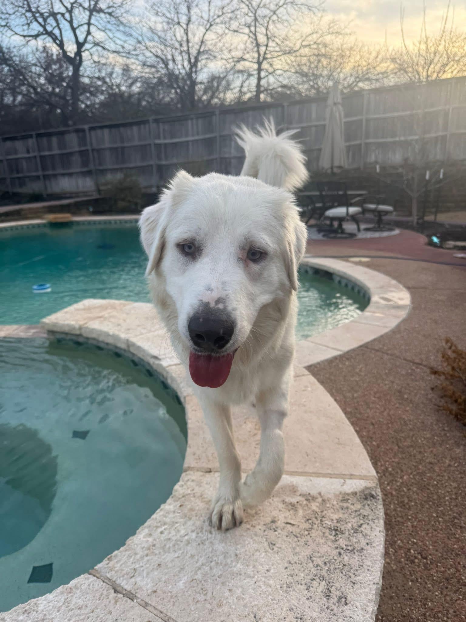 Ed, adopted, Young Male Great Pyrenees.