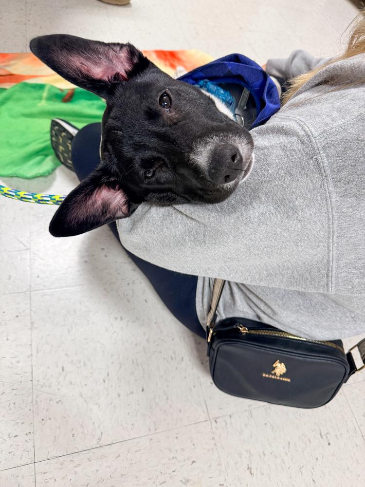 Enlarge Snoopy - Holly’s litter of 8, a Adoptable mixed breed in Lancaster, PA image 2/6