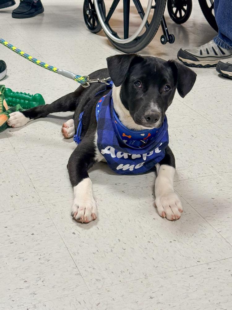 Enlarge Snoopy - Holly’s litter of 8, a Adoptable mixed breed in Lancaster, PA image 3/6