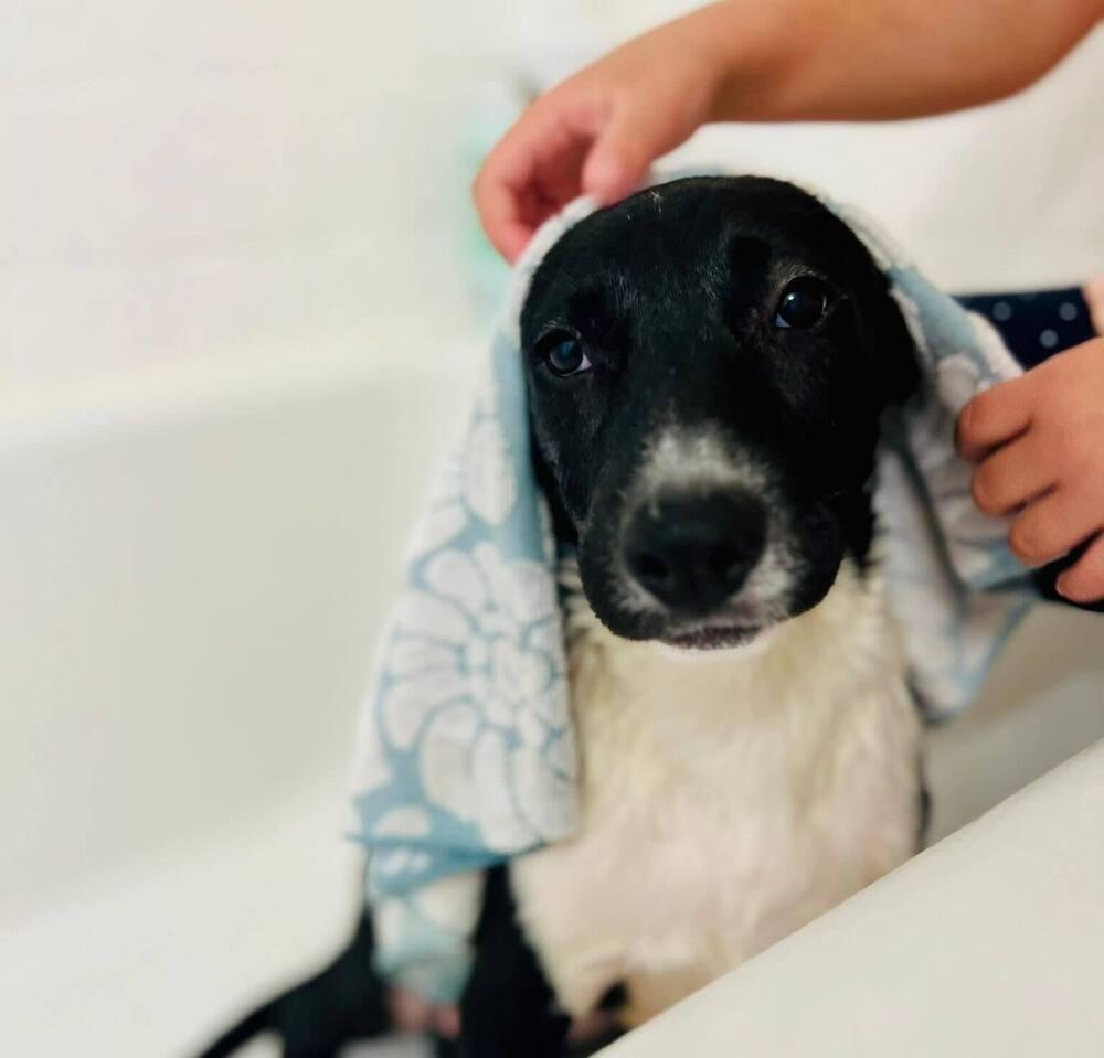 Enlarge Snoopy - Holly’s litter of 8, a Adoptable mixed breed in Lancaster, PA image 4/6