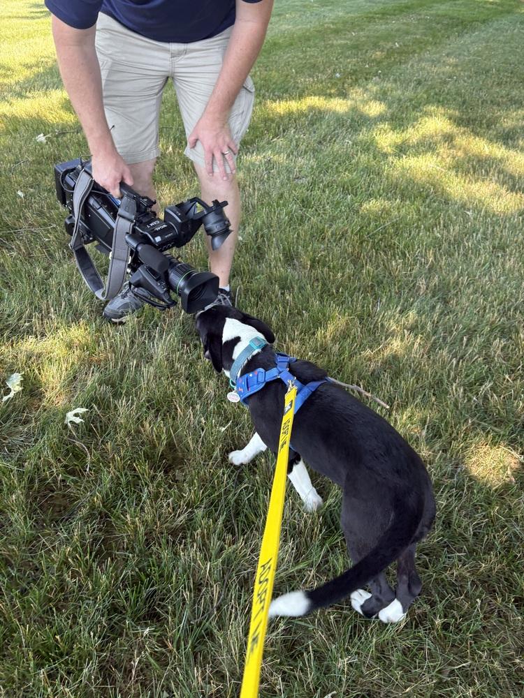 Enlarge Snoopy - Holly’s litter of 8, a Adoptable mixed breed in Lancaster, PA image 5/6