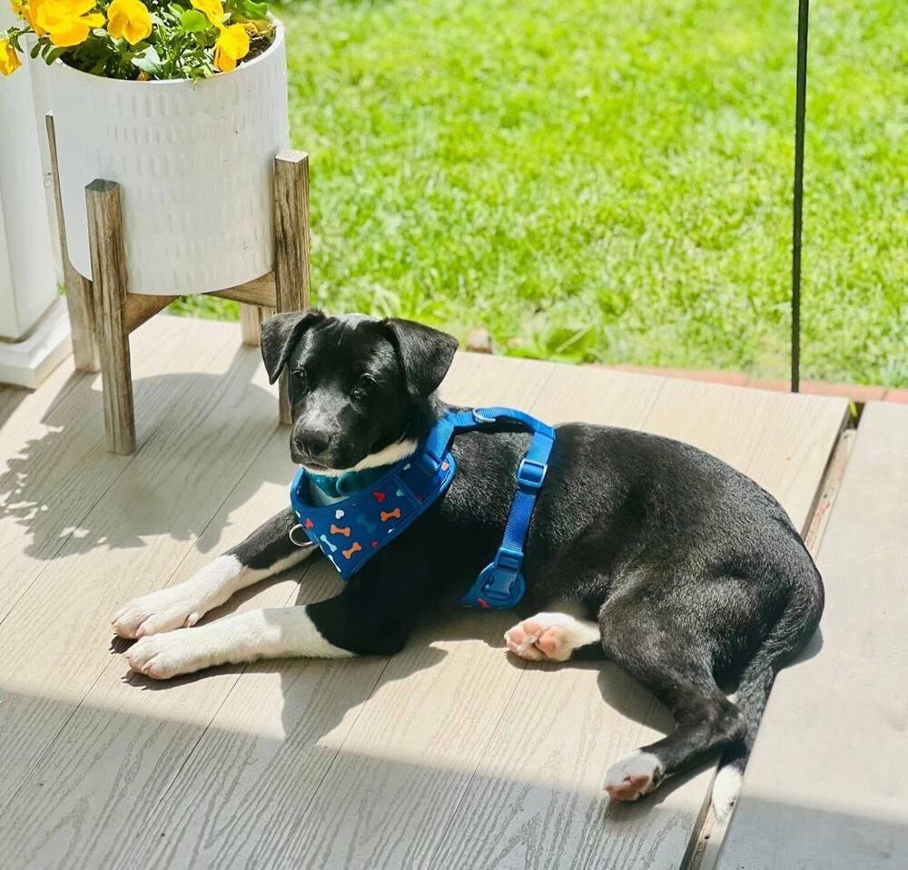 Enlarge Snoopy - Holly’s litter of 8, a Adoptable mixed breed in Lancaster, PA image 6/6