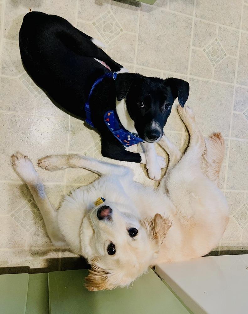 Snoopy - Holly’s litter of 8, a Adoptable mixed breed in Lancaster, PA image 5/6
