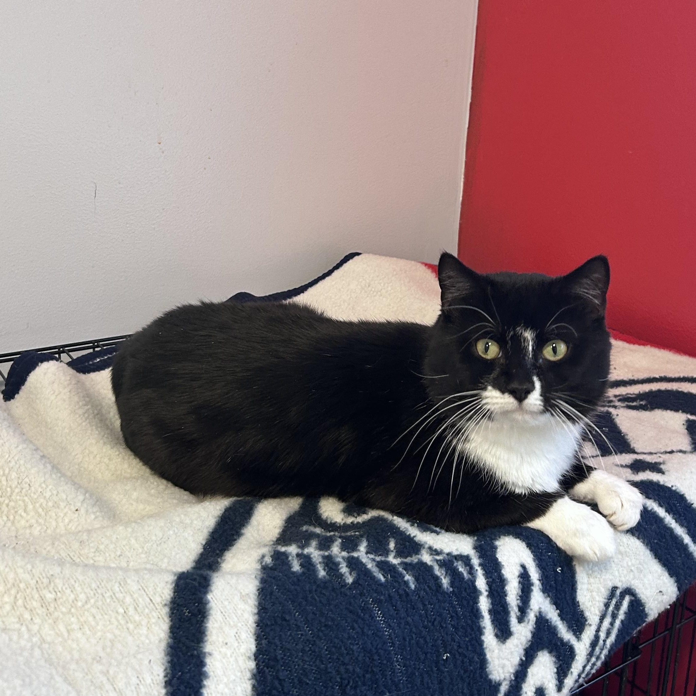 Timon, adopted, Young Male Domestic Short Hair.