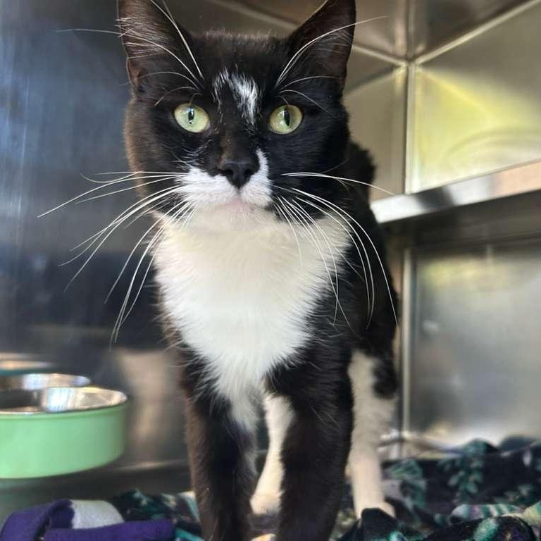 Enlarge Timon, an adopted Domestic Short Hair in North Haven, CT image 2/3