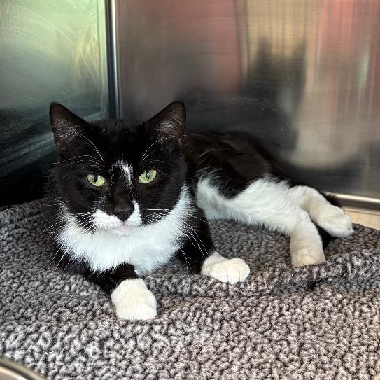 Enlarge Timon, an adopted Domestic Short Hair in North Haven, CT image 3/3