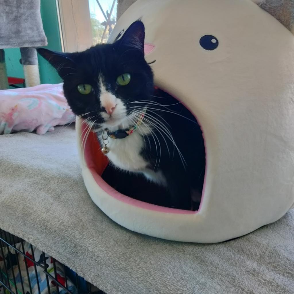 Enlarge Griffen, a Adoptable Domestic Short Hair in Tucson, AZ image 1/1