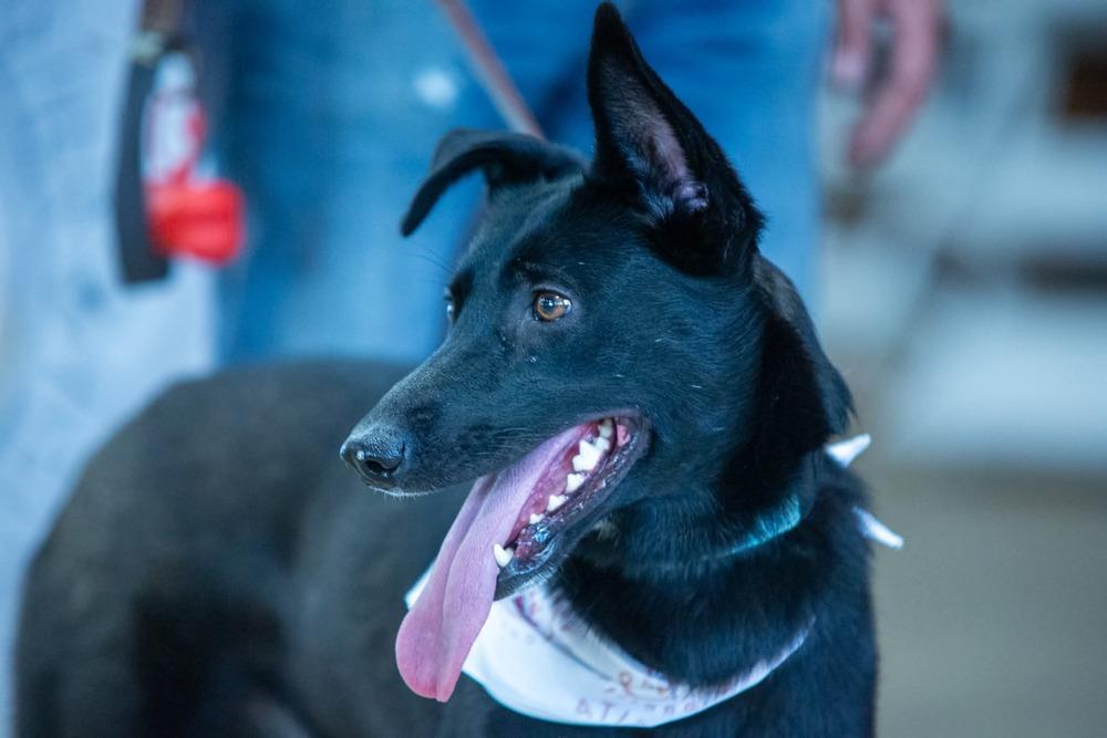 Luna Harlow, Adoptable, Adult Female German Shepherd Dog.