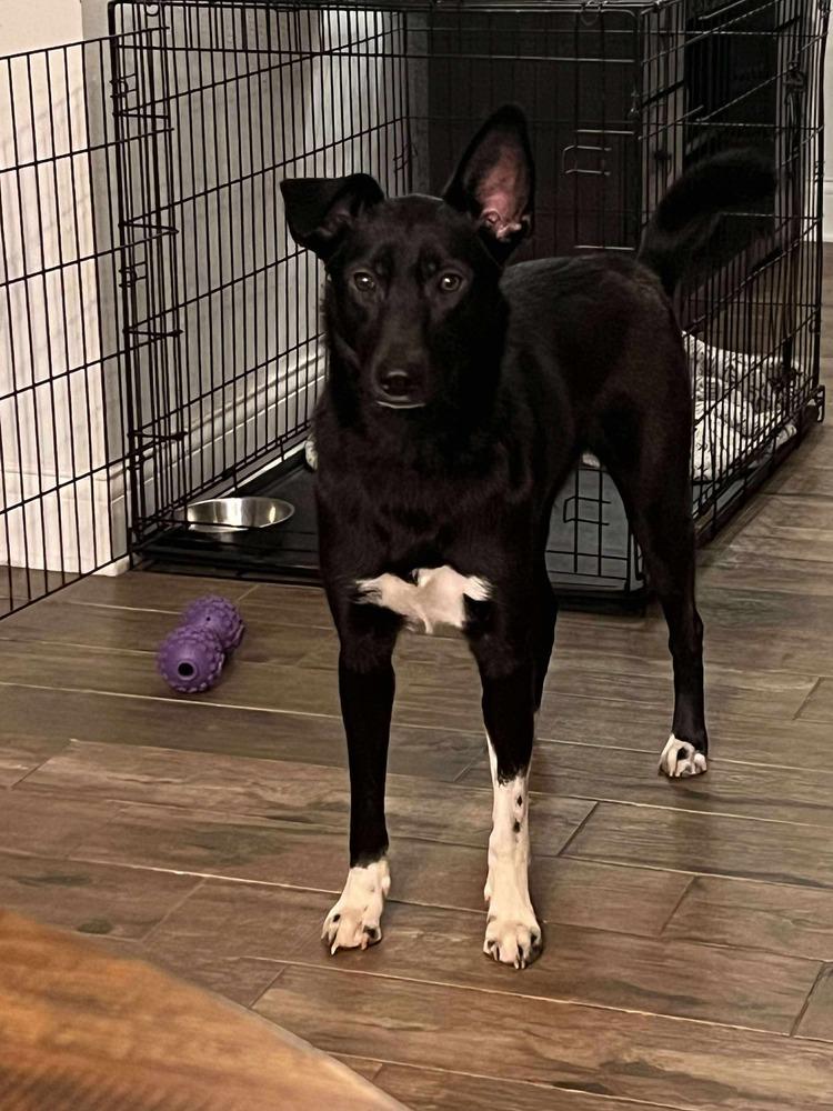 Luna Harlow, a Adoptable mixed breed in Sealy, TX image 2/6