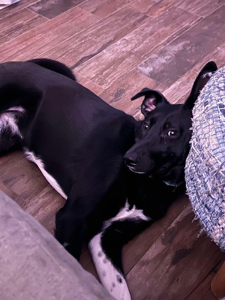 Luna Harlow, a Adoptable mixed breed in Sealy, TX image 3/6