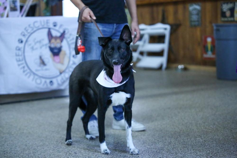 Luna Harlow, a Adoptable mixed breed in Sealy, TX image 4/6