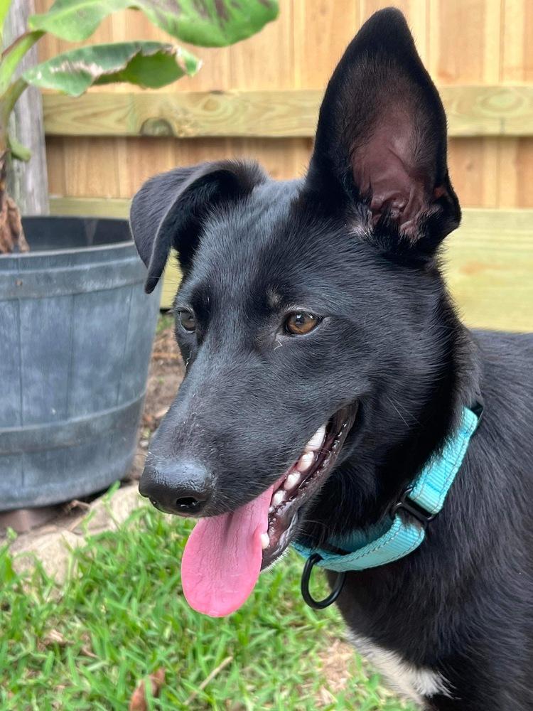 Luna Harlow, a Adoptable mixed breed in Sealy, TX image 5/6