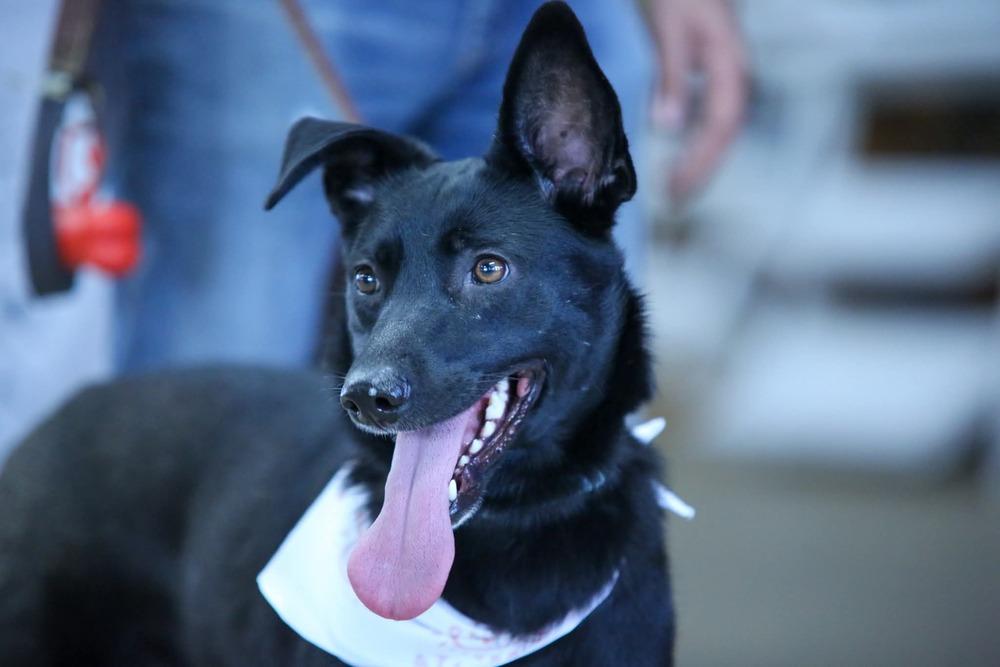 Luna Harlow, a Adoptable mixed breed in Sealy, TX image 6/6