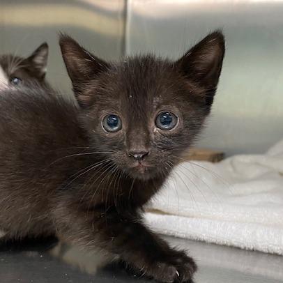 Ink, Adoptable, Kitten Female Domestic Short Hair.