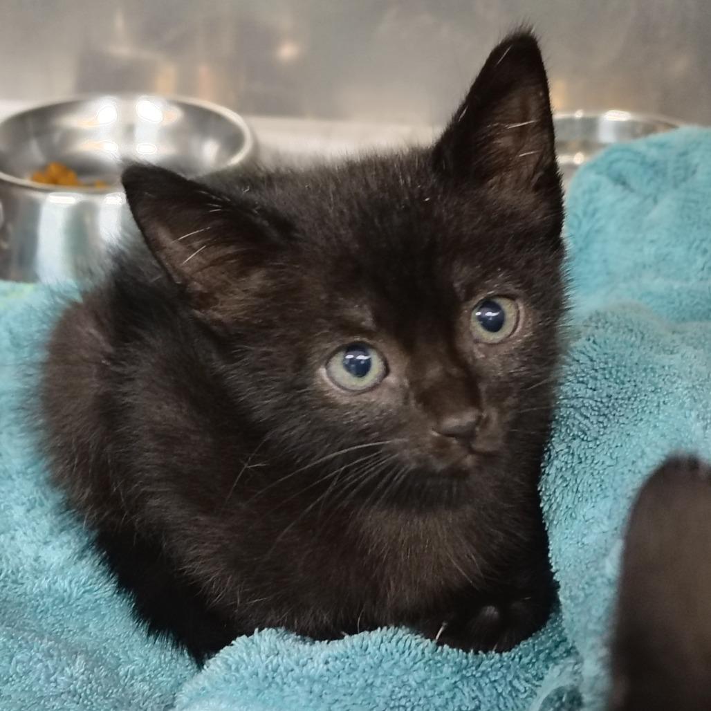 Ink, a Adoptable Domestic Short Hair in Vieques, PR image 2/2