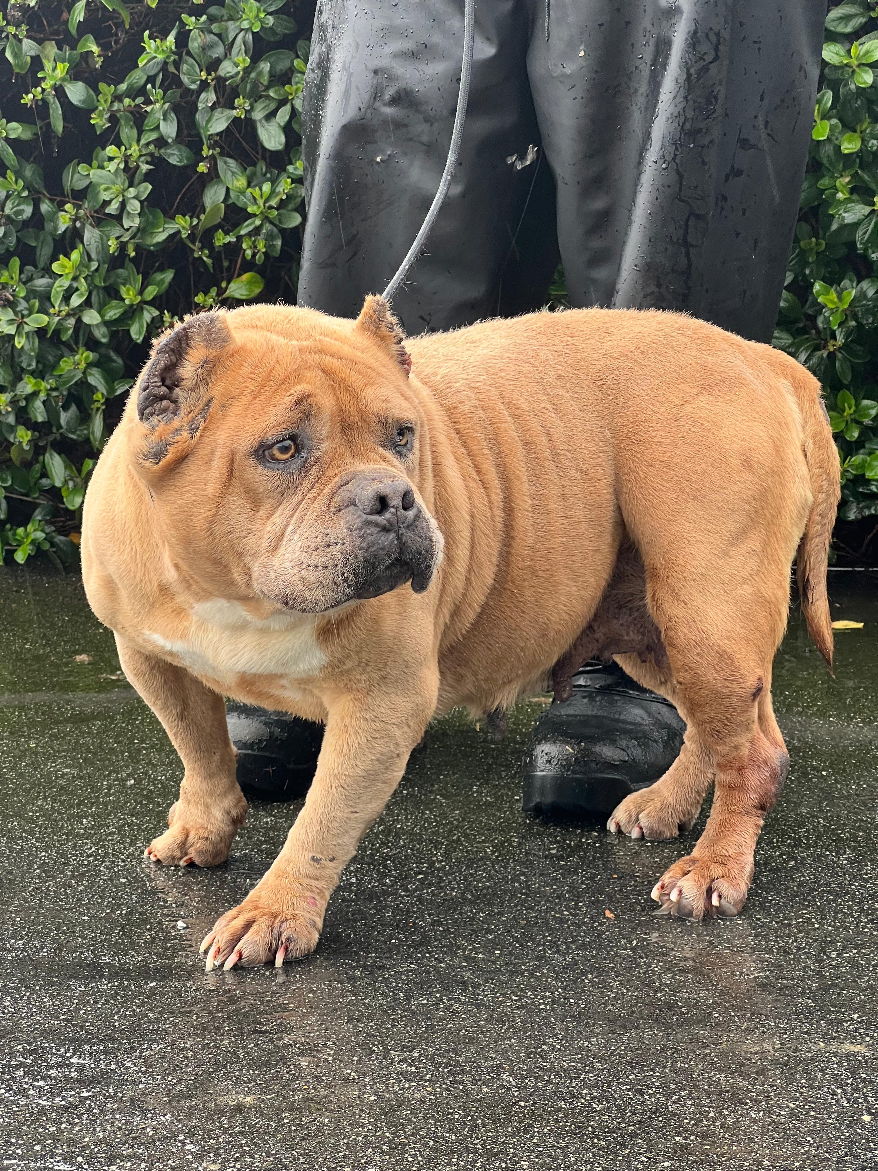 Whitney Houston, a ADOPTABLE American Bully in San Juan Bautista, CA image 1/6