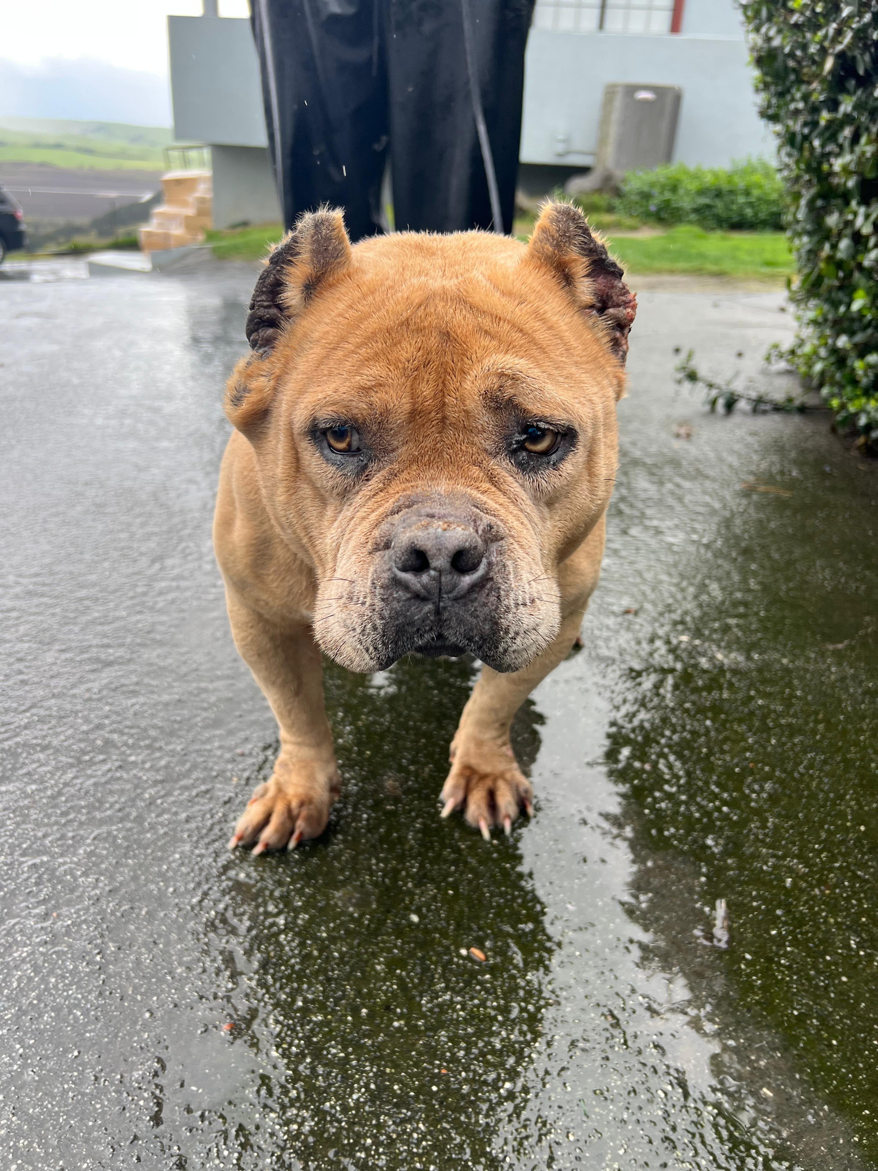 Whitney Houston, a ADOPTABLE American Bully in San Juan Bautista, CA image 4/6