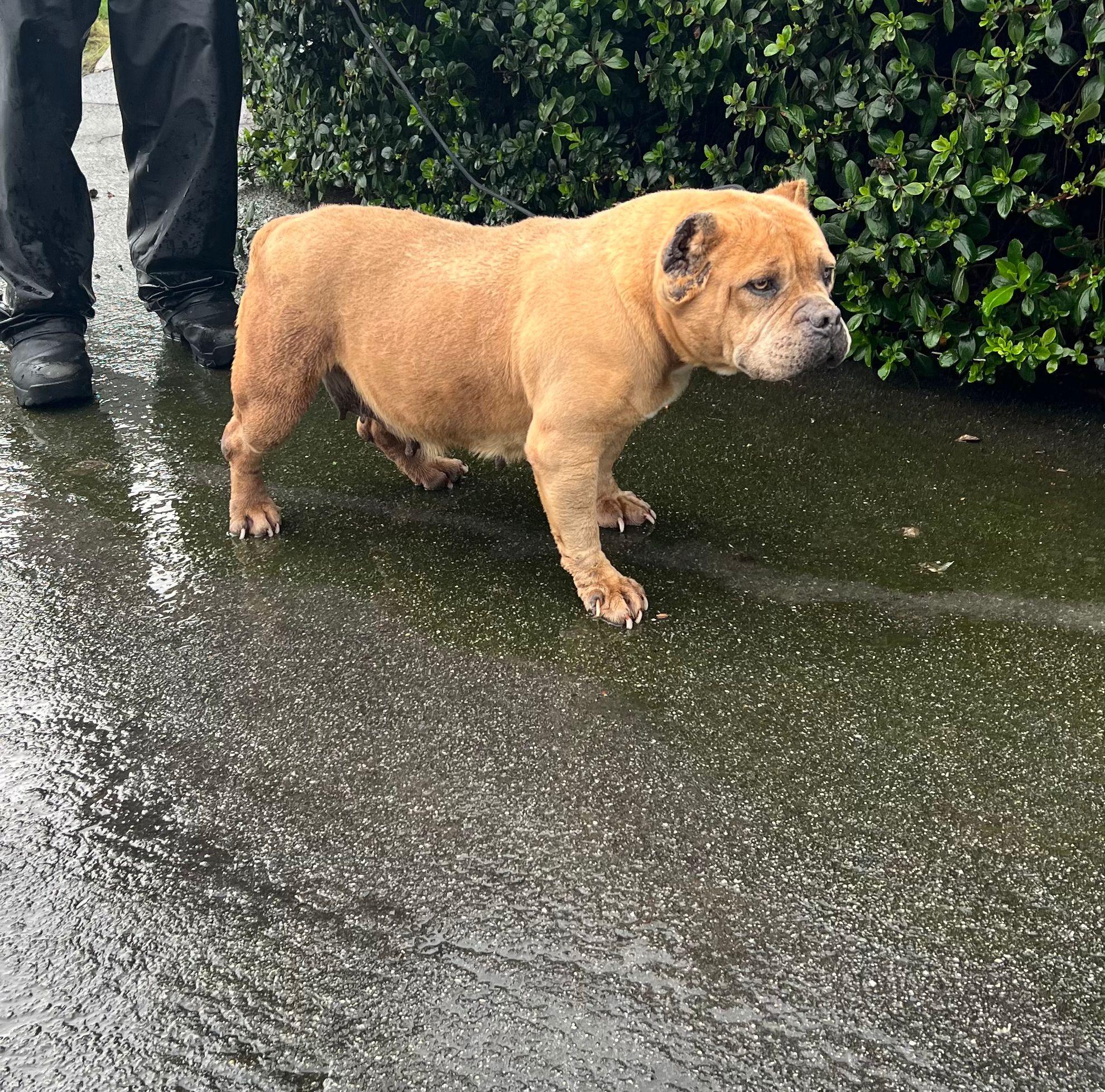 Whitney Houston, a ADOPTABLE American Bully in San Juan Bautista, CA image 3/6