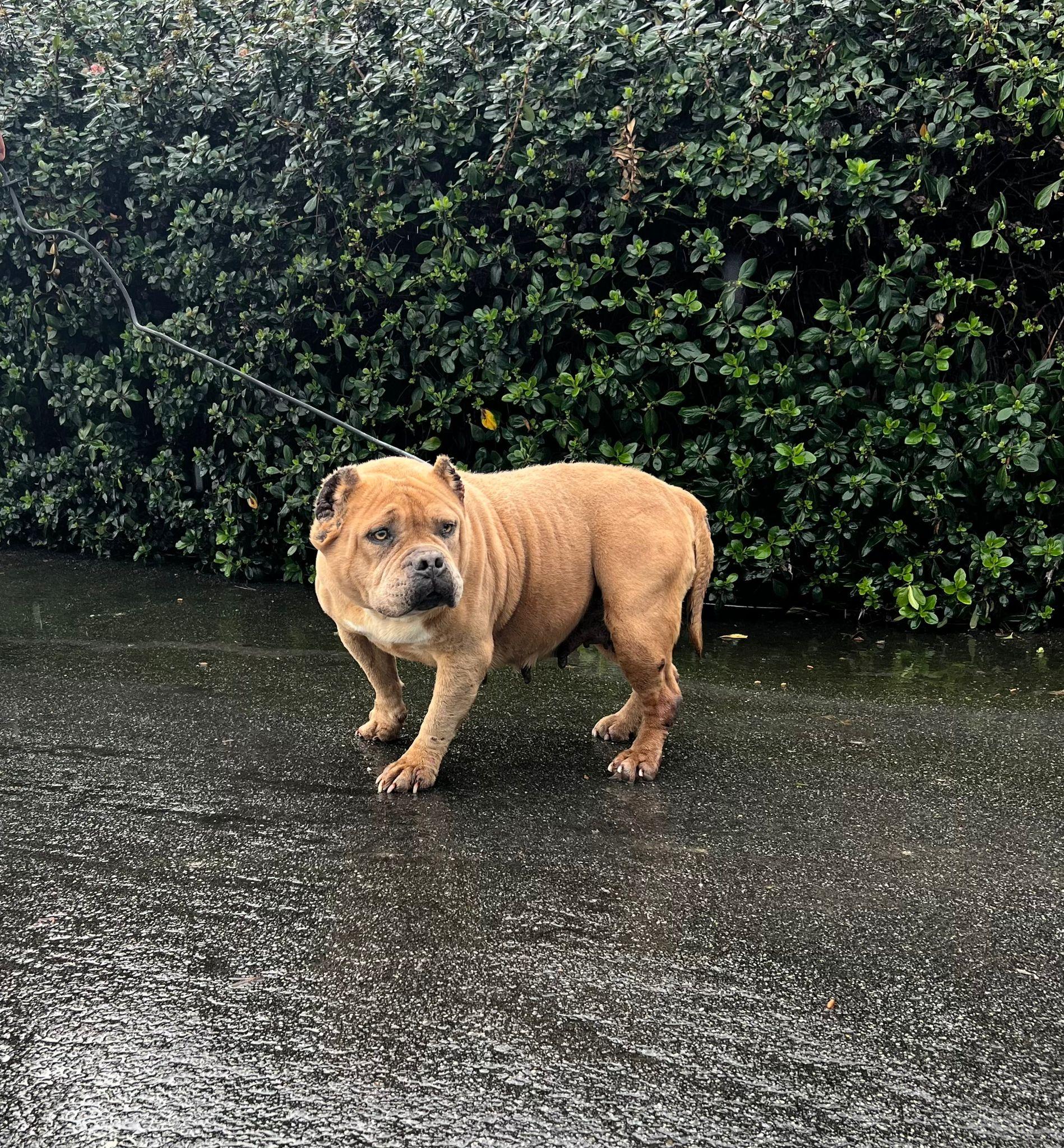 Whitney Houston, a ADOPTABLE American Bully in San Juan Bautista, CA image 5/6