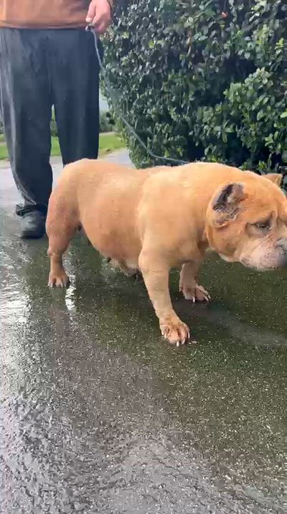 Enlarge Whitney Houston, a ADOPTABLE American Bully in San Juan Bautista, CA video 2/6