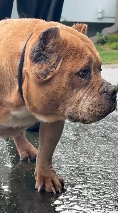 Enlarge Whitney Houston, a ADOPTABLE American Bully in San Juan Bautista, CA video 6/6