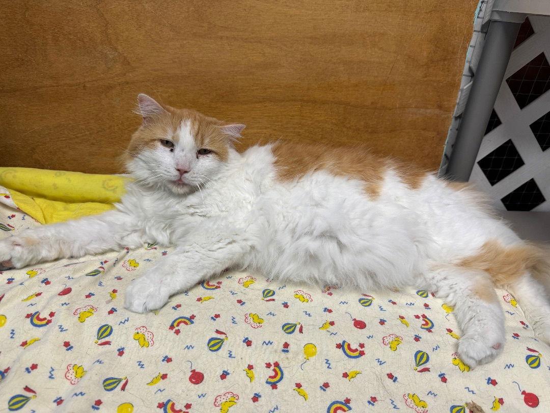 Fredy, Adopted, Senior Male Domestic Long Hair.