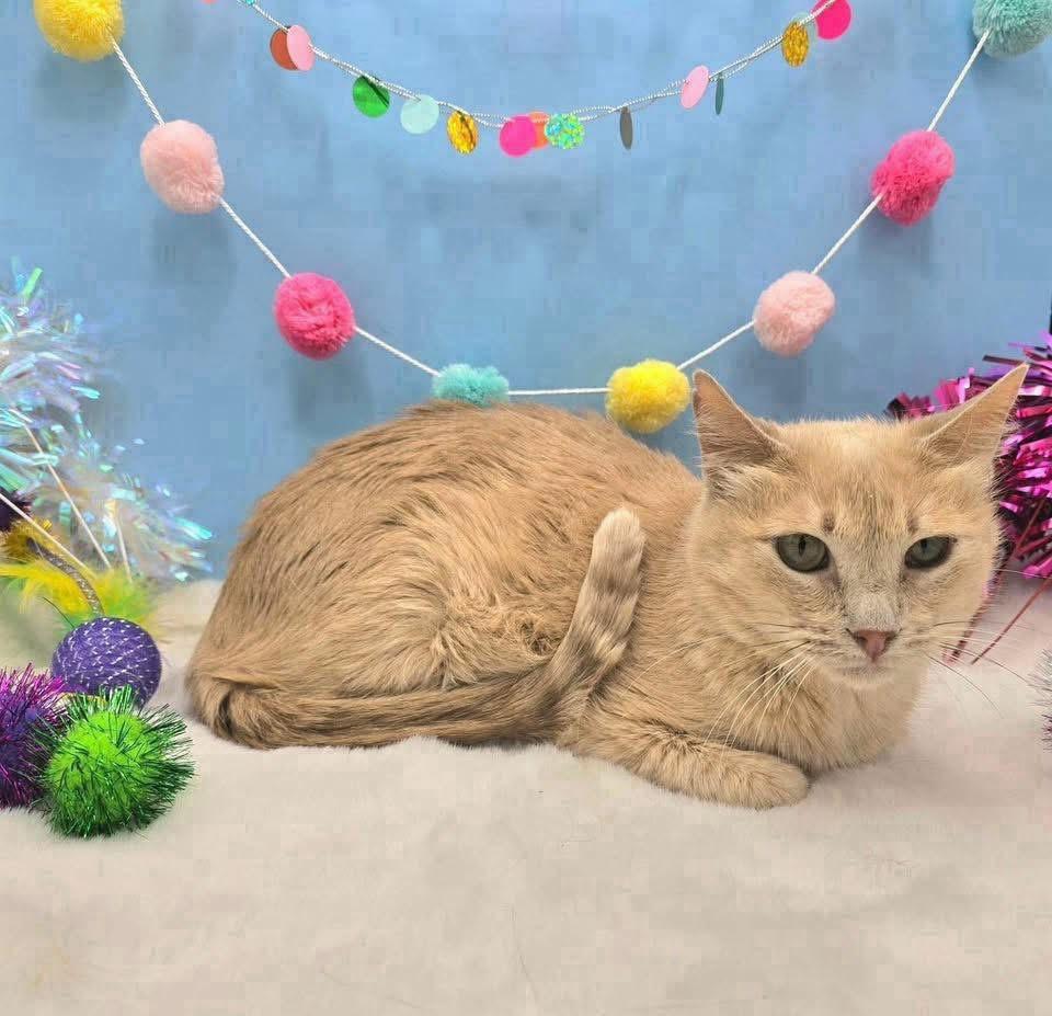 Peachy, a Adoptable mixed breed in Lubbock, TX image 1/2