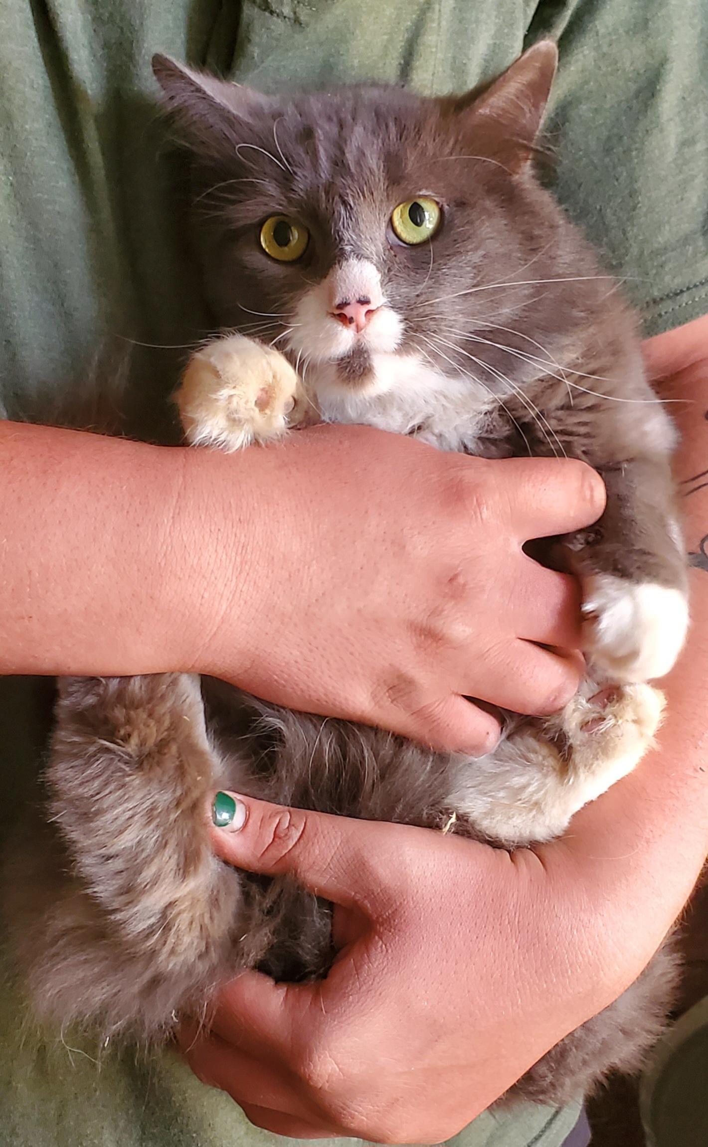 Freckles, Adopted, Adult Male Domestic Medium Hair.