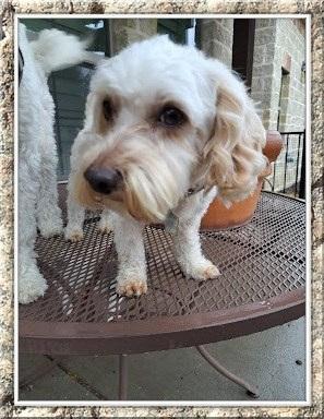 Henry - N. TX, ADOPTABLE, Young Male Bichon Frise.