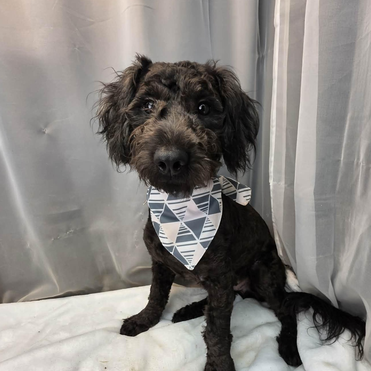 Cheddar, a Adoptable mixed breed in Jackson, MI image 3/6