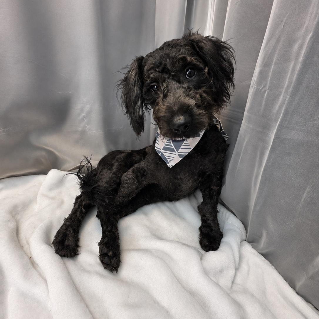Cheddar, a Adoptable mixed breed in Jackson, MI image 2/6