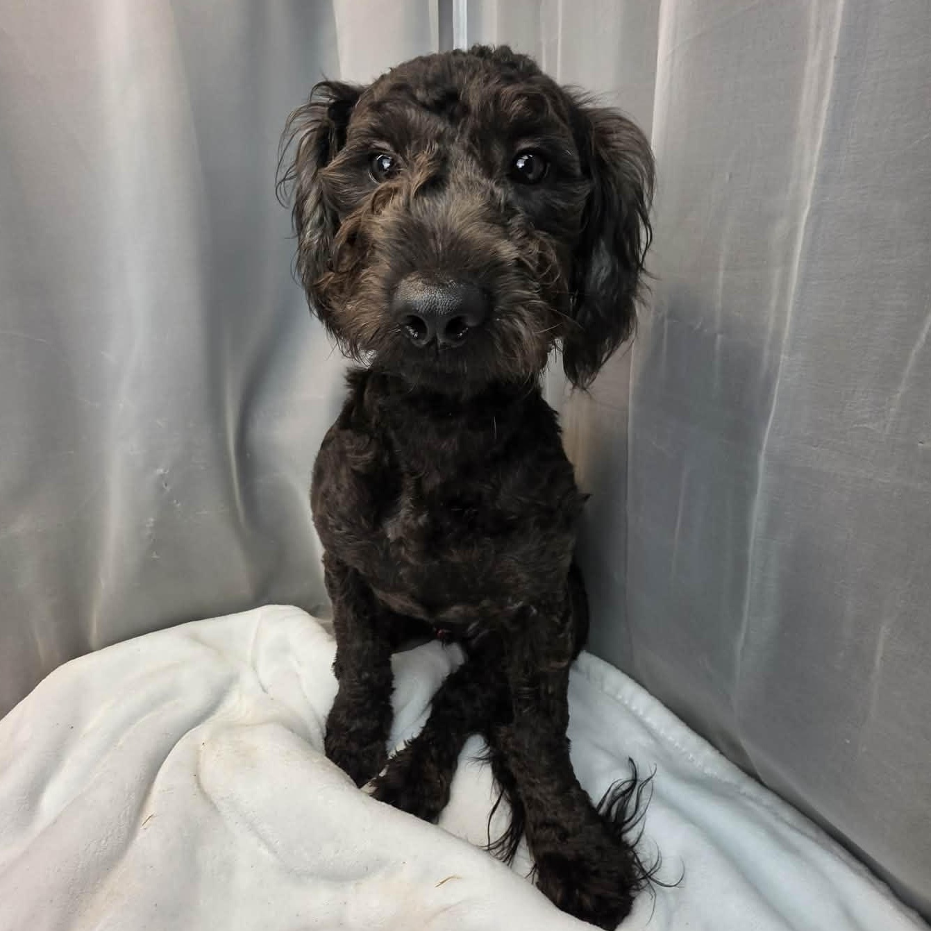 Cheddar, a Adoptable mixed breed in Jackson, MI image 6/6