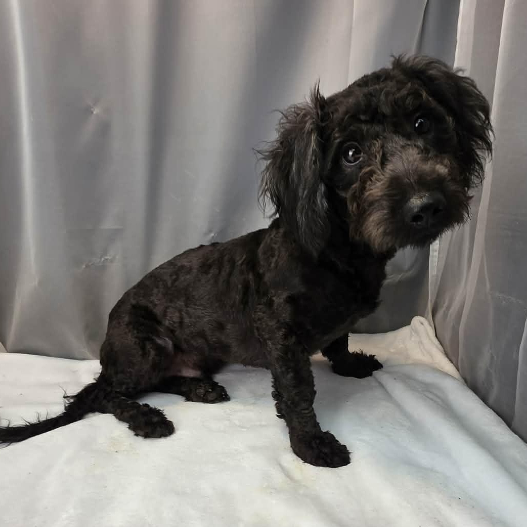 Cheddar, a Adoptable mixed breed in Jackson, MI image 5/6