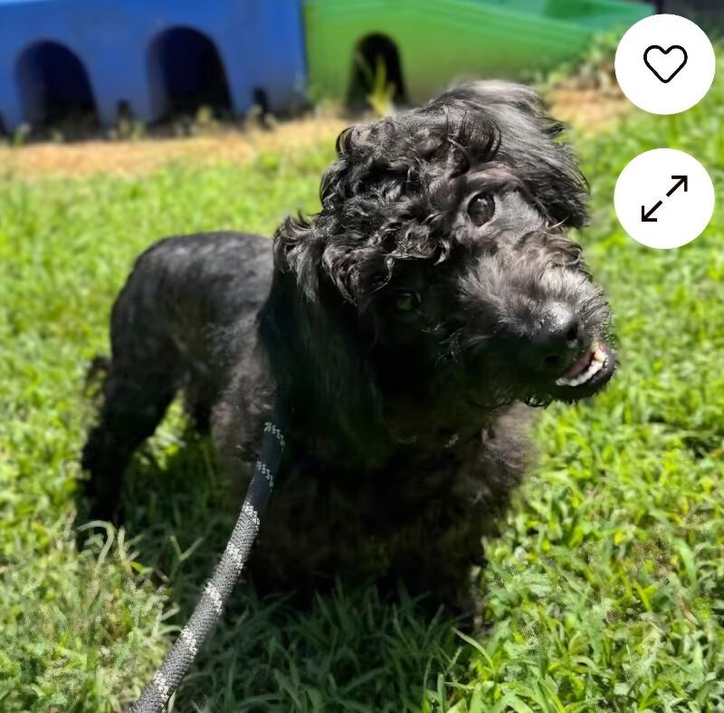 Cheddar, a Adoptable mixed breed in Jackson, MI image 1/6