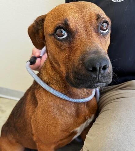 Cleopatra, Adoptable, Young Female Redbone Coonhound.